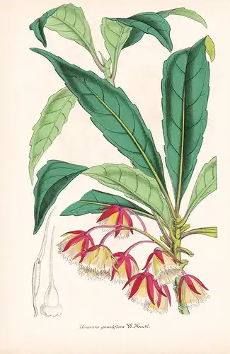 Monocera Grandiflora - China flower flowers Blume Blumen botanical Botanik Botanical Botany