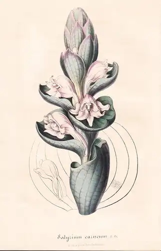 Satyrium Carneum - Orchid Orchidee flowers Blume Blumen botanical Botanik Botanical Botany