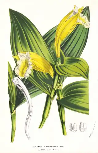 Sobralia Chlorantha - Orchid Orchidee flowers Blume Blumen botanical Botanik Botanical Botany