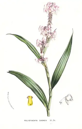 Polystachya Carnea - Africa Afrika Orchid Orchidee flowers Blume Blumen botanical Botanik Botanical Botany