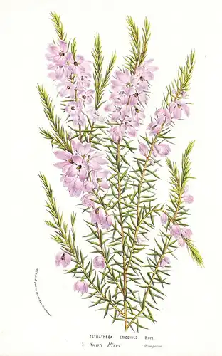 Tetratheca Ericoides - Australia Australien flower flowers Blume Blumen botanical Botanik Botanical Botany