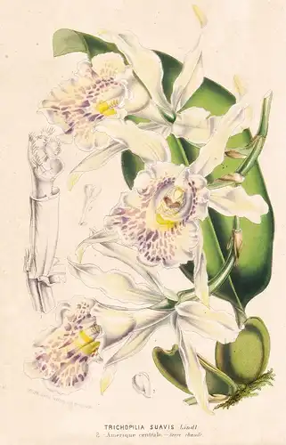 Trichopilia Suavis - America Amerika Orchid Orchidee flowers Blume Blumen botanical Botanik Botanical Botany