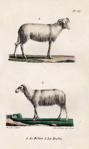 1. Le Belier. 2. La Brebis. - ram sheep ewe Schaf animals Zoologie zoology