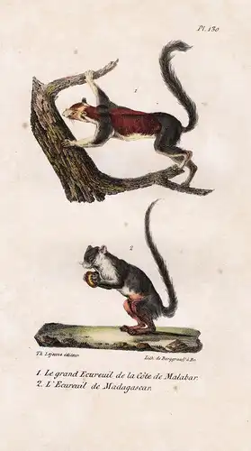 1. Le grand ecureuil de la Cote de Malabar. 2. L'Ecureuil de Madagascar. - squirrel écureuil Eichhörnchen anim