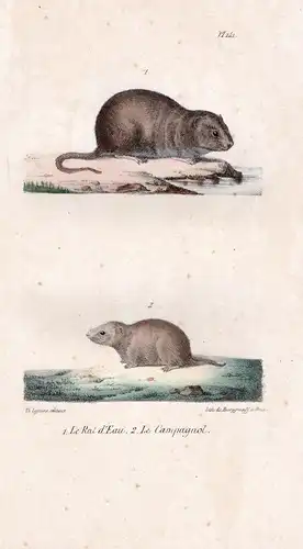1. Le Rat d'eau. 2. Le Campagnol - water rat rats water vole Tiere animals Zoologie zoology