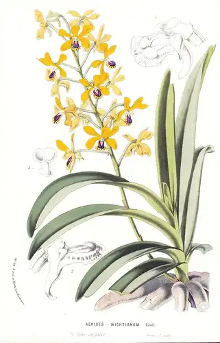 Aerides Wightianum - India Indien Orchid Orchidee flower flowers Blume Blumen botanical Botanik Botanical Bota