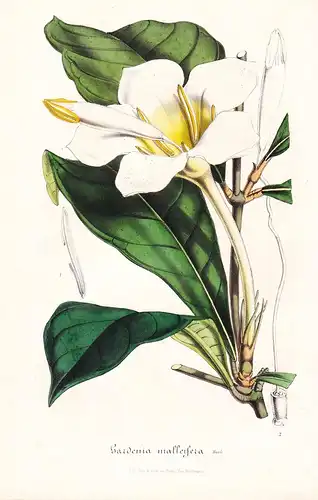 Gardenia Malleifera - Sierra Leone flower flowers Blume Blumen botanical Botanik Botanical Botany