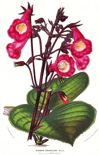 Gesneria Donckelaarii - flower flowers Blume Blumen botanical Botanik Botanical Botany