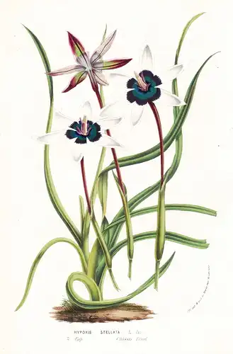 Hypoxis Stellata - South Africa flower flowers Blume Blumen botanical Botanik Botanical Botany