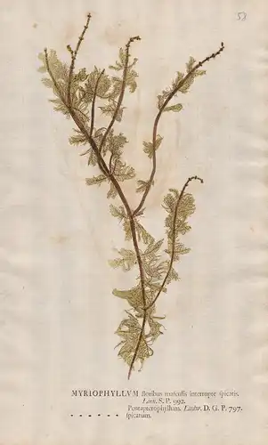 Myriophyllum floribus masculis interrupte spicatis - water milfoil Tausendblatt Botanik botany botanical
