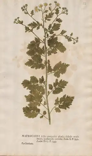 Matricaria foliis compostis planis: foliolis onatis incisis. - mayweed Kamillen Botanik botany botanical