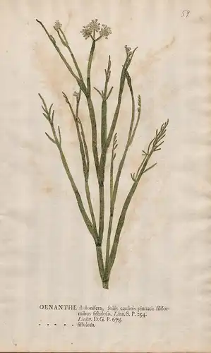 Oenanthe stolonifera, foliis caulinis pinnatis filiformibus... - water dropworts oenanthes water parsleys wate