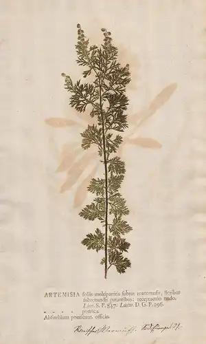 Artemisia foliis multipartitis subtus tomentosis, floribus... - Roman wormwood Pontischer Beifuß small absinth