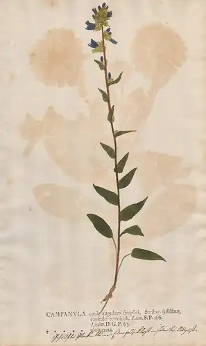 Campanula caule angulato simplici, floribus... - clustered bellflower Dane's blood Knäuel-Glockenblume Botanik