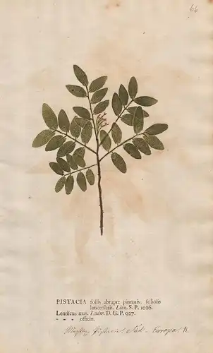 Pistacia foliis abrupte pinnatis; foliolis lanceolatis. - Pistazien Botanik botany botanical