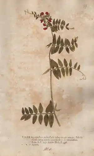 Vicia leguminibus pedicellatis subquaternis erectis... - vetches Wicken  Botanik botany botanical
