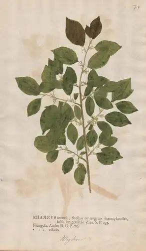 Rhamnus inermis, floribus mongynis hermaphroditis, foliis integrrimis. - buckthorn Kreuzdorn buckthorns Botani
