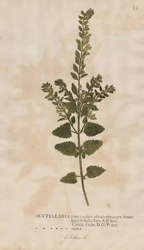 Scutellaria foliis cordatis obtusis obtuseque ferratis, spicis foliosis. - skullcaps Helmkräuter Botanik botan