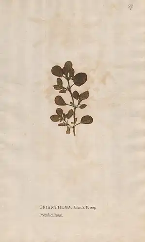 Trianthema. - ice plant Botanik botany botanical