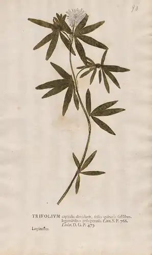 Trifolium capitulis dimidiatis, foliis quinatis... - Siberian Clover Klee trefoil Botanik botany botanical