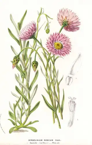 Acroclinium Roseum - Australia Flower flowers Blume Blumen Botanik Botanical Botany antique print