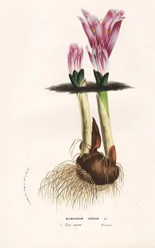 Bulbocodium Vernum - Flower flowers Blume Blumen Botanik Botanical Botany antique print