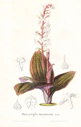 Cheirostylis Marmorata - Java Flower flowers Blume Blumen Botanik Botanical Botany antique print
