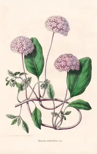 Abronia Umbellata  - California Flower flowers Blume Blumen Botanik Botanical Botany antique print