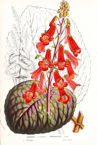 Gesneria Cinnabarina - Mexico Flower flowers Blume Blumen Botanik Botanical Botany antique print