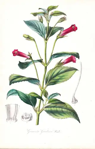 Gesneria Gardneri - Brasil Brazil Flower flowers Blume Blumen Botanik Botanical Botany antique print