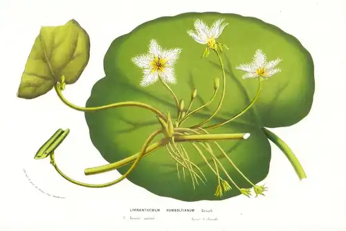 Limnanthemum Humboldtianum - America Flower flowers Blume Blumen Botanik Botanical Botany antique print