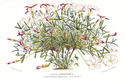 Oxalis Versicolor - South Africa Flower flowers Blume Blumen Botanik Botanical Botany antique print