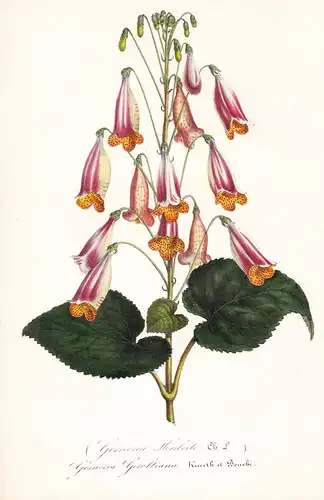 Gesneria Geroltiana - America Flower flowers Blume Blumen Botanik Botanical Botany antique print