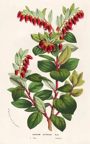 Vaccinium Erythrinum - Java Flower flowers Blume Blumen Botanik Botanical Botany antique print