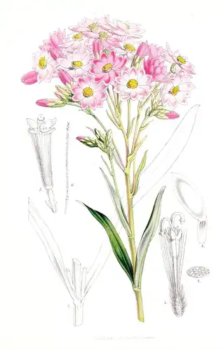 Schoenia Oppositifolia - South Africa Flower flowers Blume Blumen Botanik Botanical Botany antique print