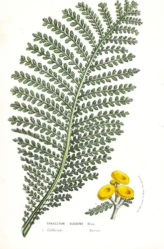 Tanacetum Elegans - California Flower flowers Blume Blumen Botanik Botanical Botany antique print