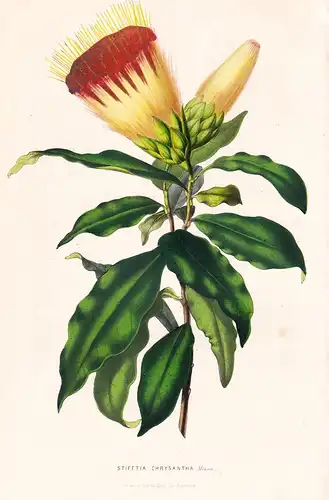 Stiftia Chrysantha - Brasil Brazil Flower flowers Blume Blumen Botanik Botanical Botany antique print