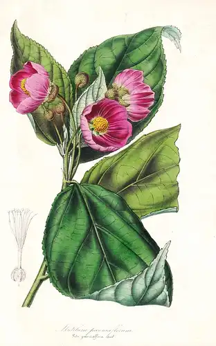 Abutilon Poeoniaeflorum - Paeoniflorum Brazil Brasil Brasilien flower flowers Blume Blumen Botanik Botanical B