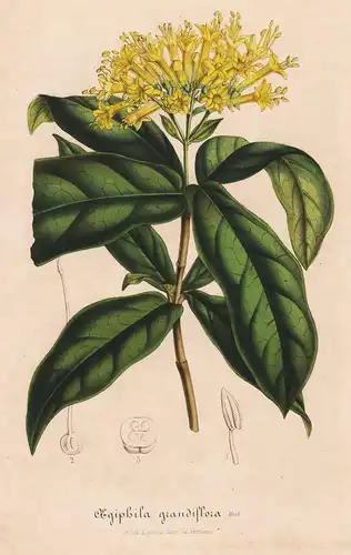 Aegiphila Grandiflora - flower flowers Blume Blumen Botanik Botanical Botany antique print