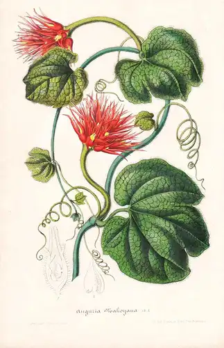 Anguria Makoyana - Guatemala flower flowers Blume Blumen Botanik Botanical Botany antique print