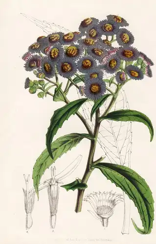 Aster Skkimensis - America Amerika flower flowers Blume Blumen Botanik Botanical Botany antique print