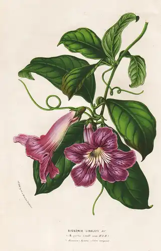 Bignonia Lindleyi - Argentina Argentinien flower flowers Blume Blumen Botanik Botanical Botany antique print