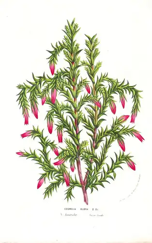 Coselia Rubra - Australia Austalien flower flowers Blume Blumen Botanik Botanical Botany antique print
