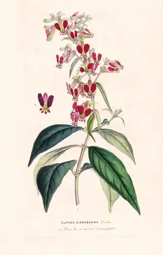 Cuphea Cinnabarina - New Mexico flower flowers Blume Blumen Botanik Botanical Botany antique print