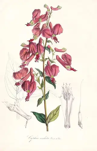 Cuphea Cordata - Peru flower flowers Blume Blumen Botanik Botanical Botany antique print
