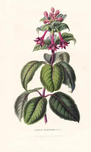 Fuchsia Nigricans - Peru Colombia Panama flower flowers Blume Blumen Botanik Botanical Botany antique print