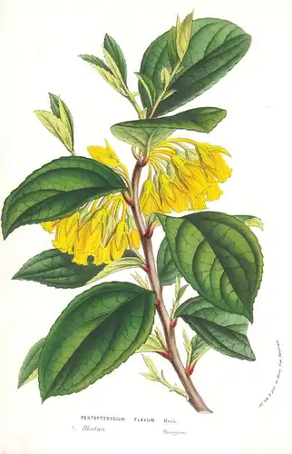 Pentapterygium Flavum - Bhutan India Indien flower flowers Blume Blumen Botanik Botanical Botany antique print