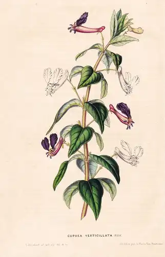 Cuphea Verticillata - Peru flower flowers Blume Blumen Botanik Botanical Botany antique print