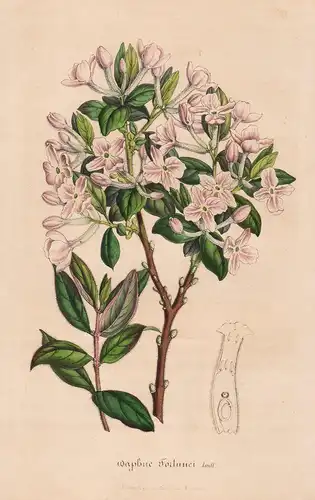 Daphne Fortunei - China flower flowers Blume Blumen Botanik Botanical Botany antique print