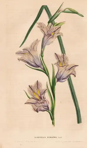 Gladiolus Ringens - Schwertlilie flower flowers Blume Blumen Botanik Botanical Botany antique print